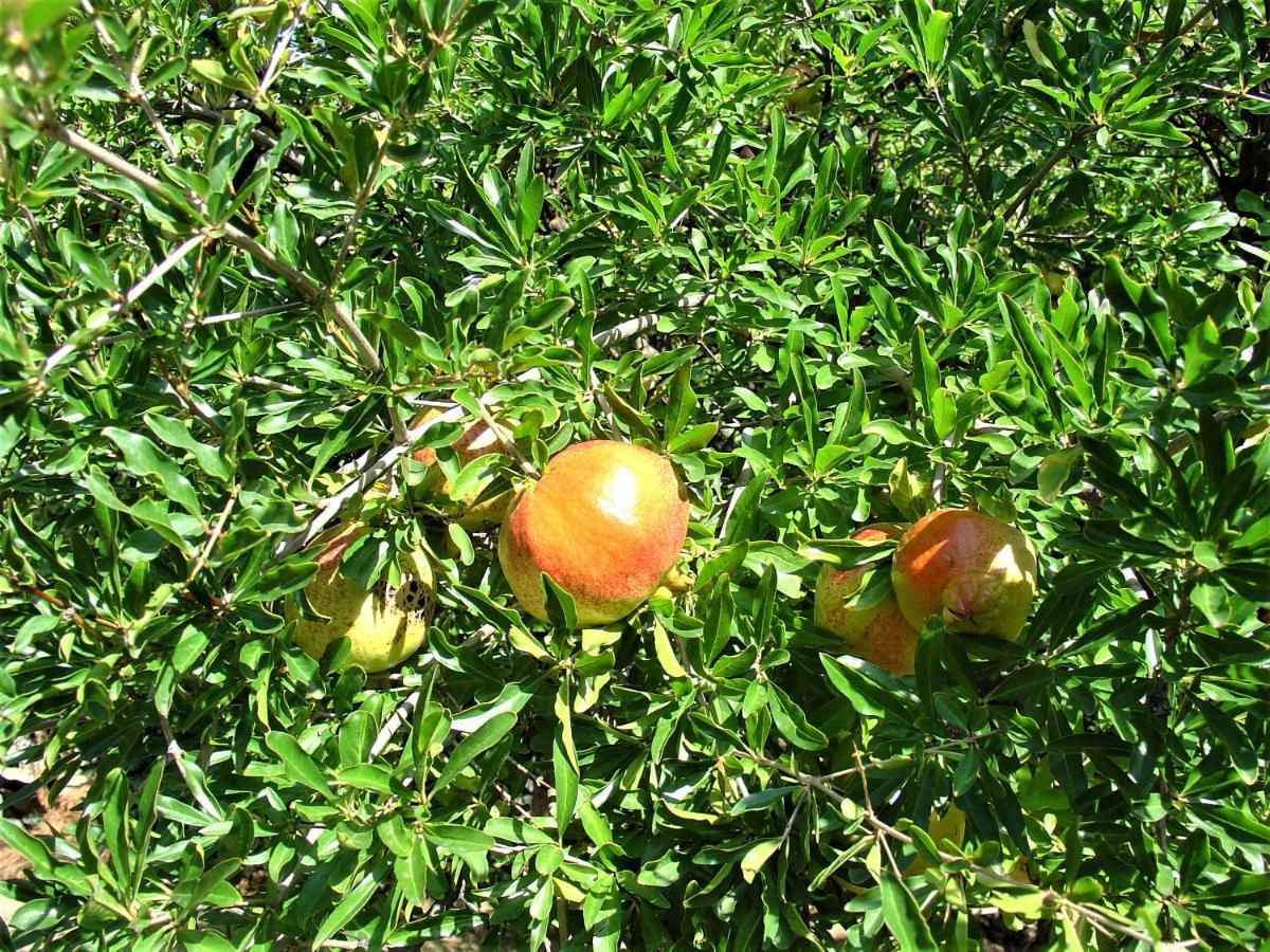Ampelos Estate Akrata Extérieur photo